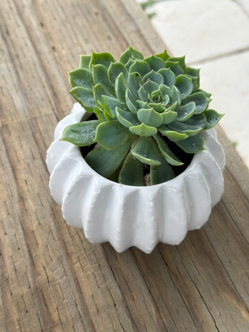 Small succulent in round ceramic pot