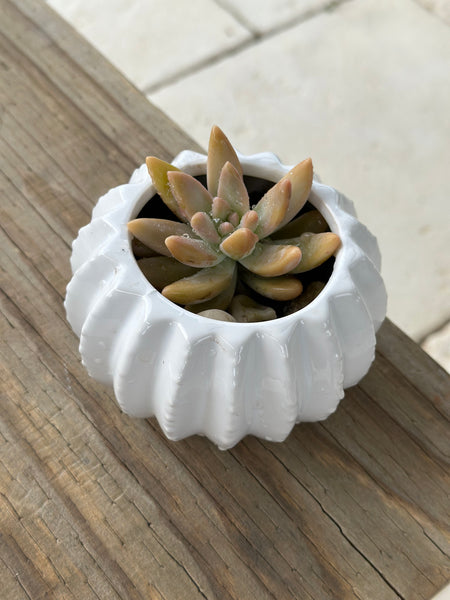 Small succulent in round ceramic pot