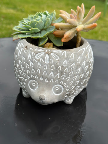Succulent in a cute rabbit or echidna shaped concrete pot