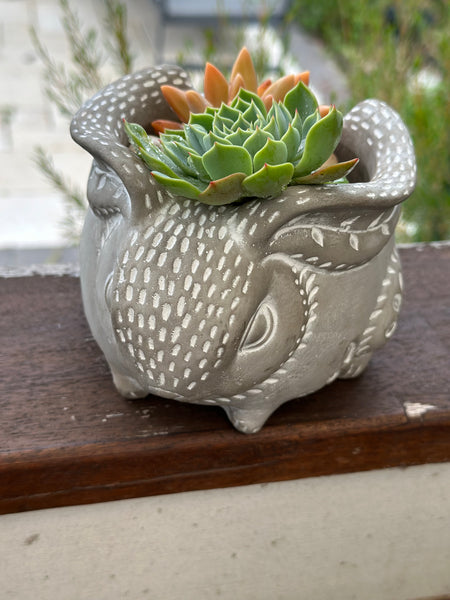 Succulent in a cute rabbit or echidna shaped concrete pot