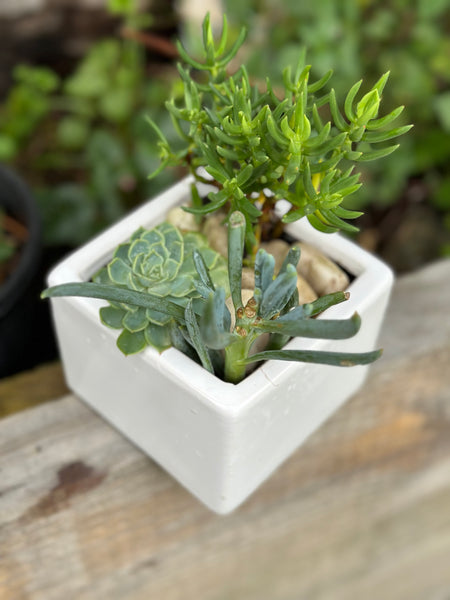 Medium succulent in square ceramic pot