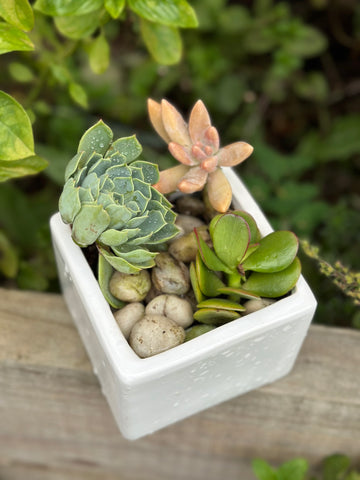 Medium succulent in square ceramic pot