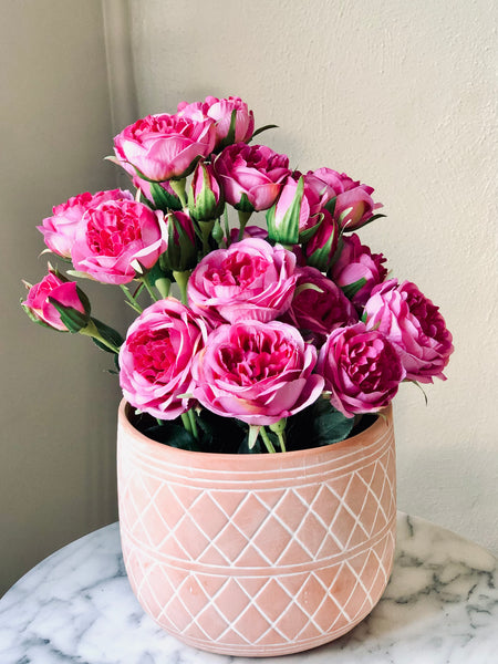 Purple Garden rose in Aztec terracotta pot