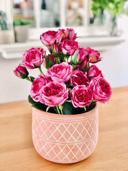 Purple Garden rose in Aztec terracotta pot